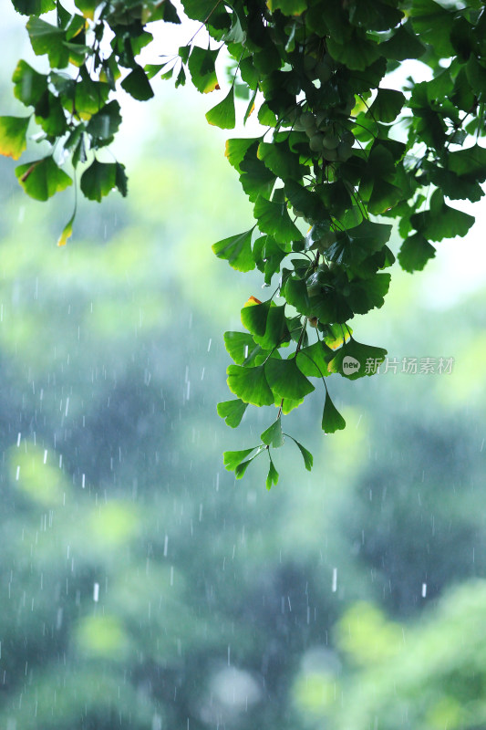 下雨天雨水中植物背景