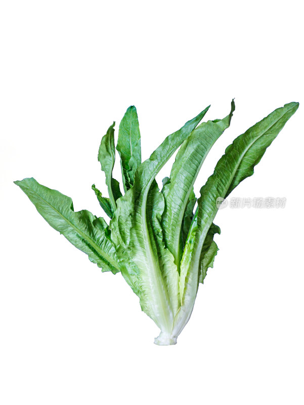 一颗绿色蔬菜的白底图
