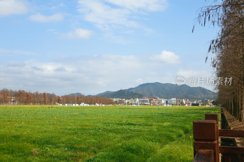 珠海斗门新村油菜花田