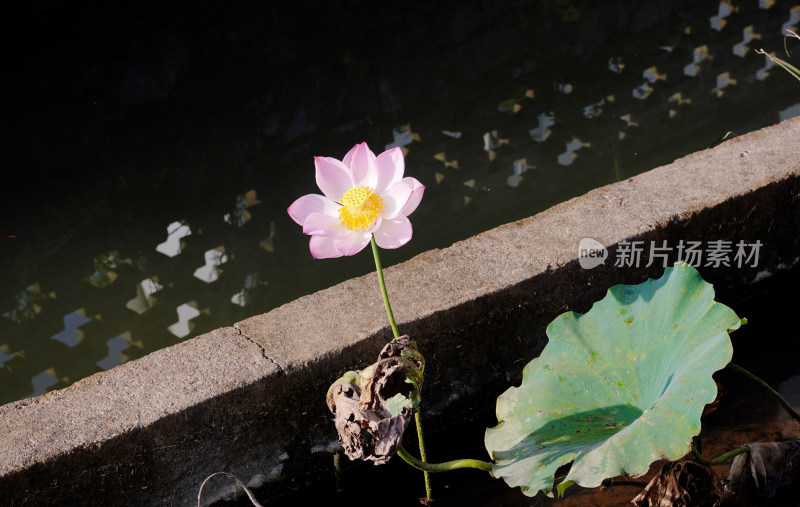 绿叶衬托下的盛开荷花与含苞待放的花骨朵