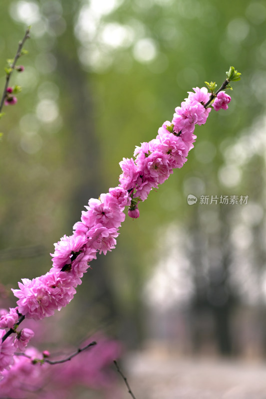 春天的花朵