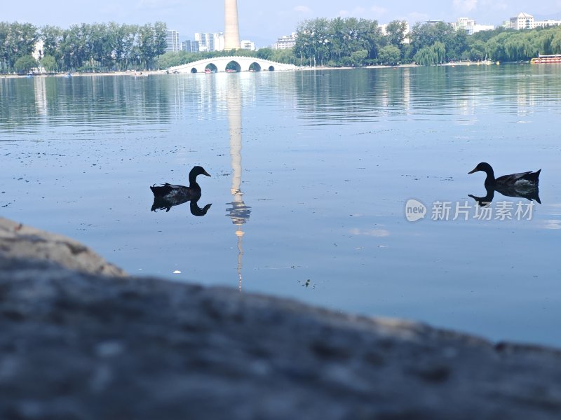 湖面双鸭与拱桥倒影景观