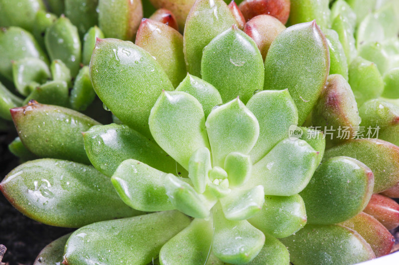 多肉植物盆栽盆景绿色植物