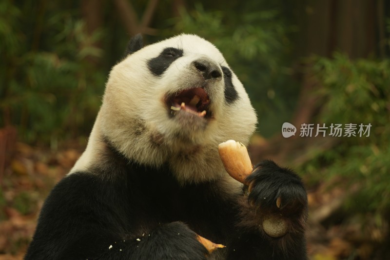 熊猫萌萌啃食竹叶的可爱模样