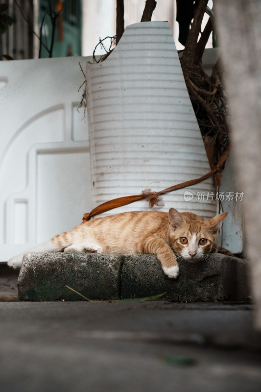 黑白小猫凝视