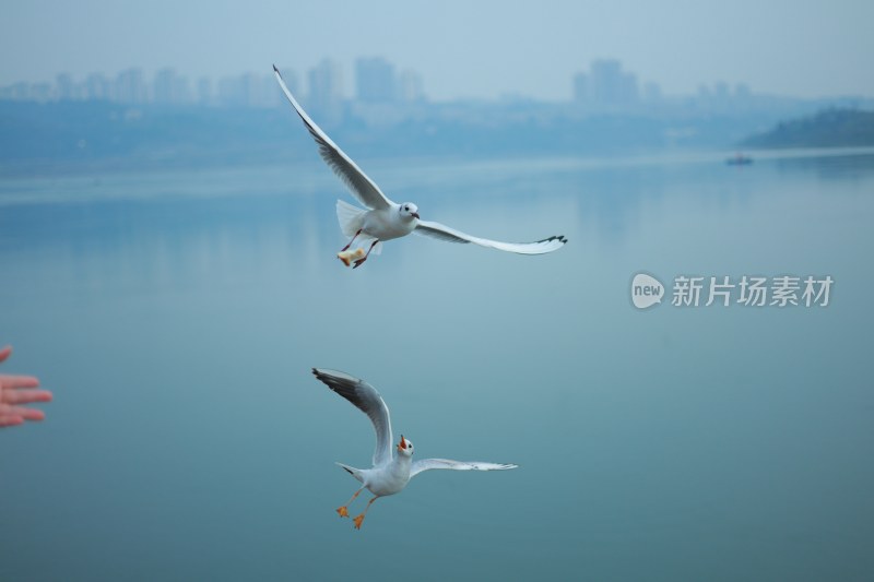 飞翔的海鸥场景