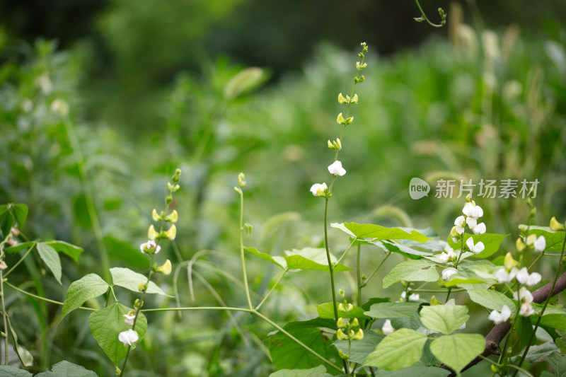 开着小花的绿豆秧