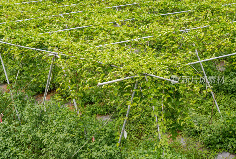 黄金百香果种植园户外生态种植