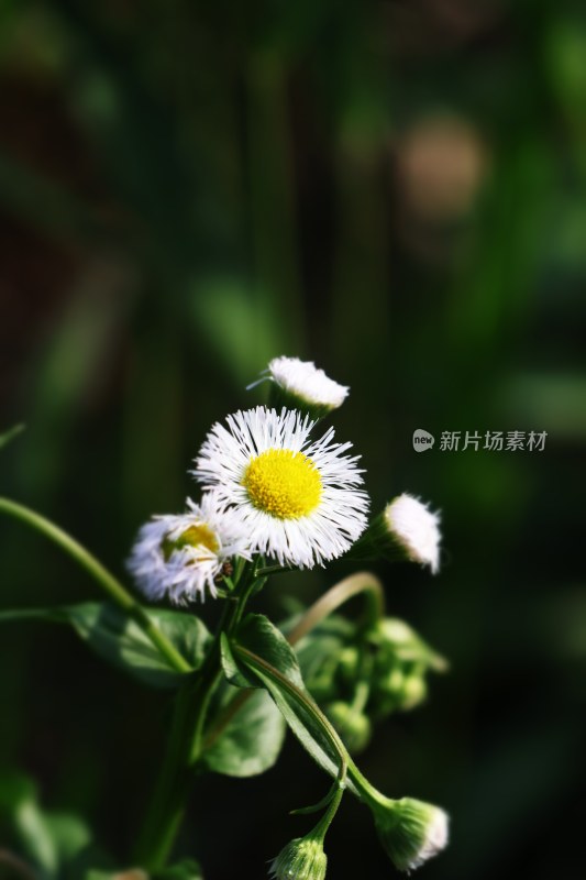 雏菊花的花语是什么呢