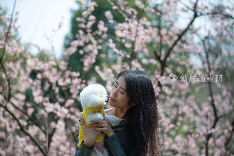 春天公园花丛里的美女与宠物狗比熊犬