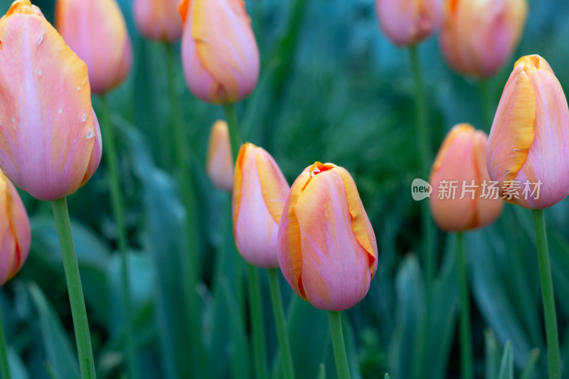 杭州太子湾多彩郁金香花海景观