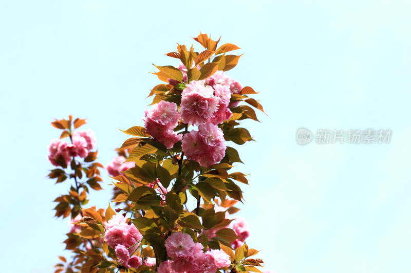 蓝天背景中的日本晚樱花盛开