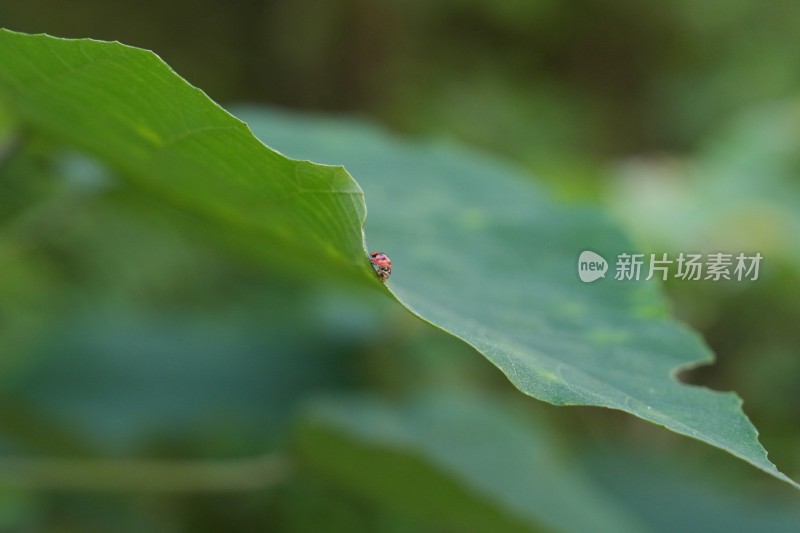 高像素下七星瓢虫