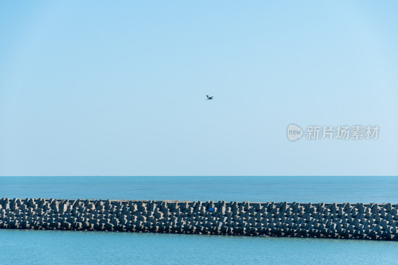 海面防波堤上飞翔的鸟