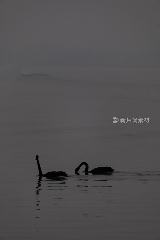 颐和园昆明湖天鹅