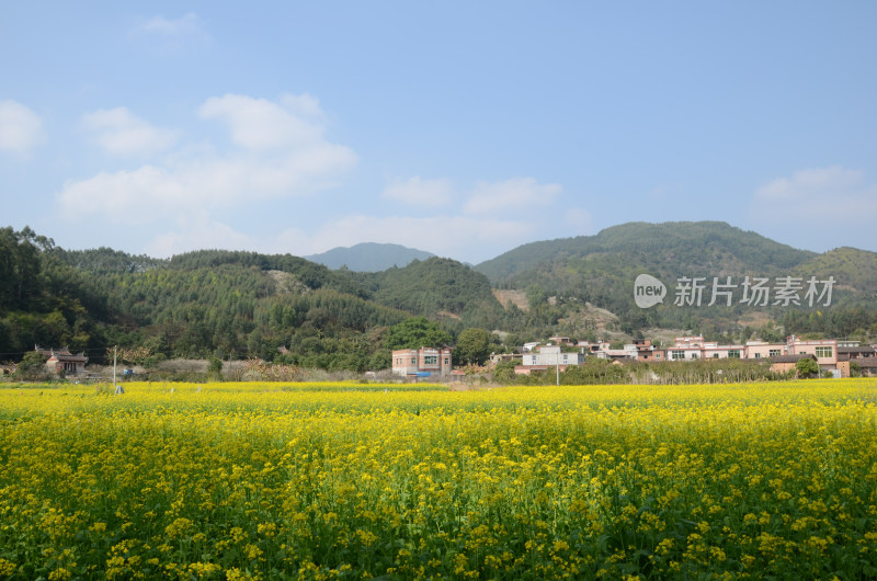 春天盛开的油菜花田