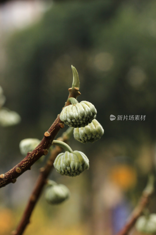 结香花花蕾实拍素材