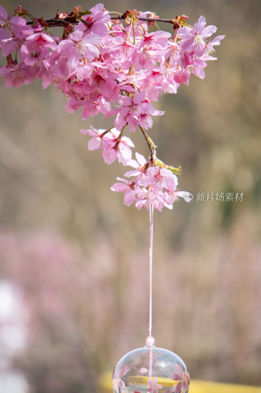 春天枝头绽放的粉红色樱花和风铃