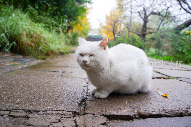 白猫在乡间小路休息