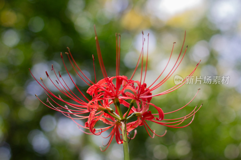 鲜艳夺目彼岸花特写