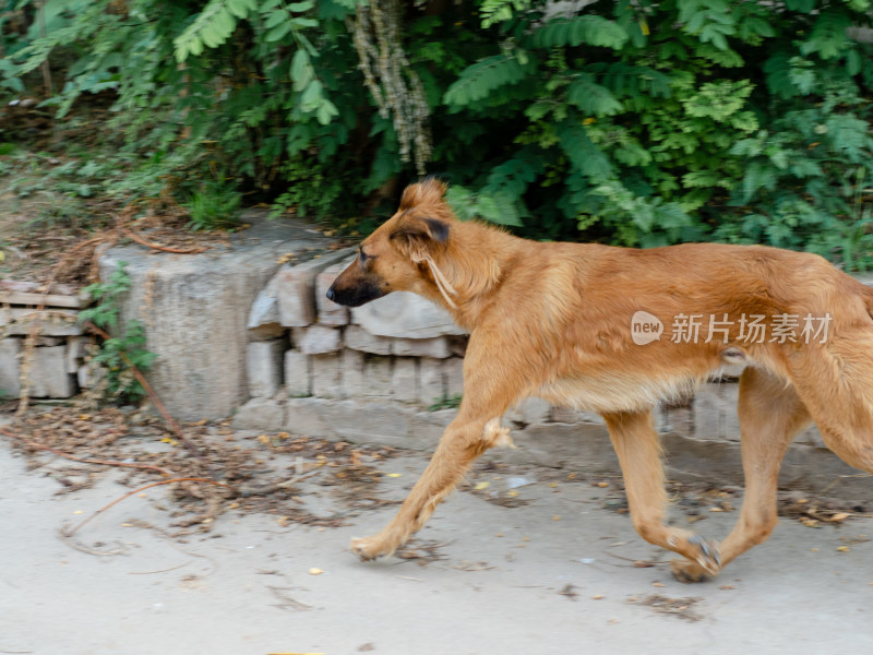 农村的中华田园犬