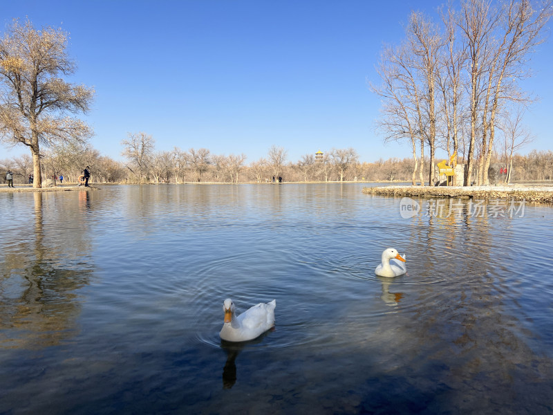 甘肃省酒泉市金塔胡杨林金波湖