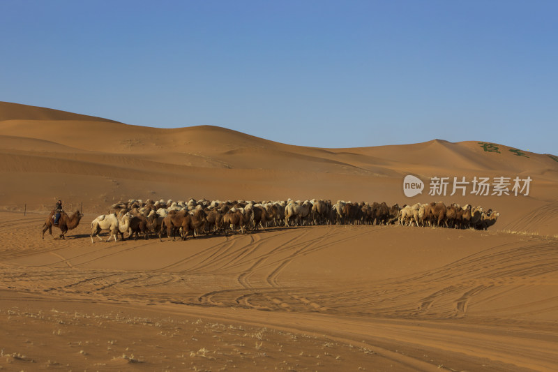 沙漠中牧民放牧骆驼群的壮观景象