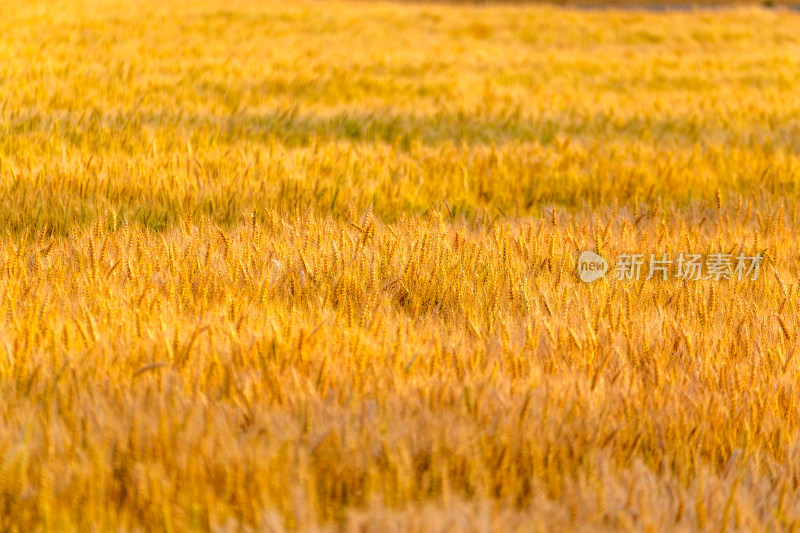 夏季金黄的麦田