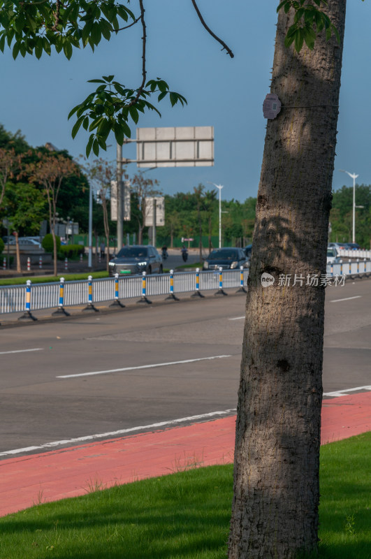 城市道路旁的树木