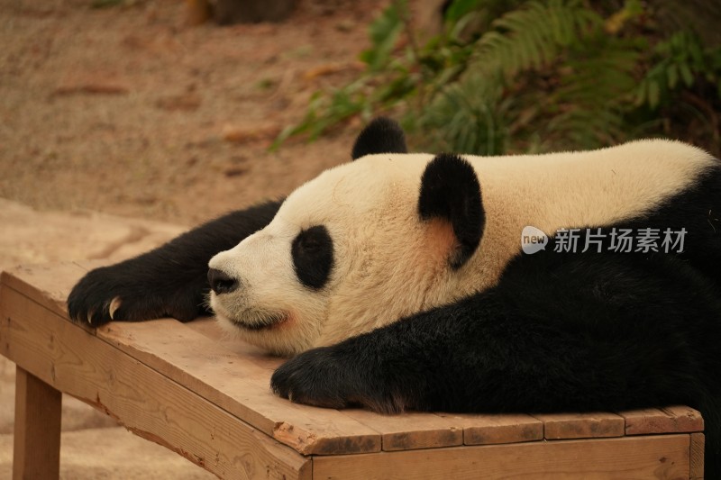 大熊猫户外活动和栖息的可爱模样