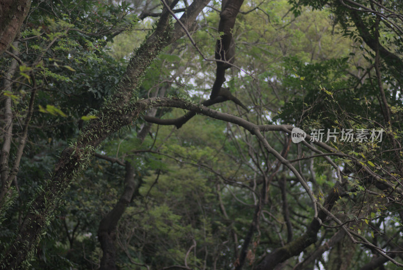 繁茂树林枝叶景象