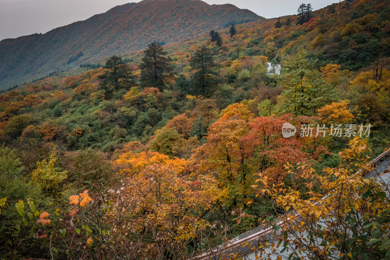 秋日红叶彩林