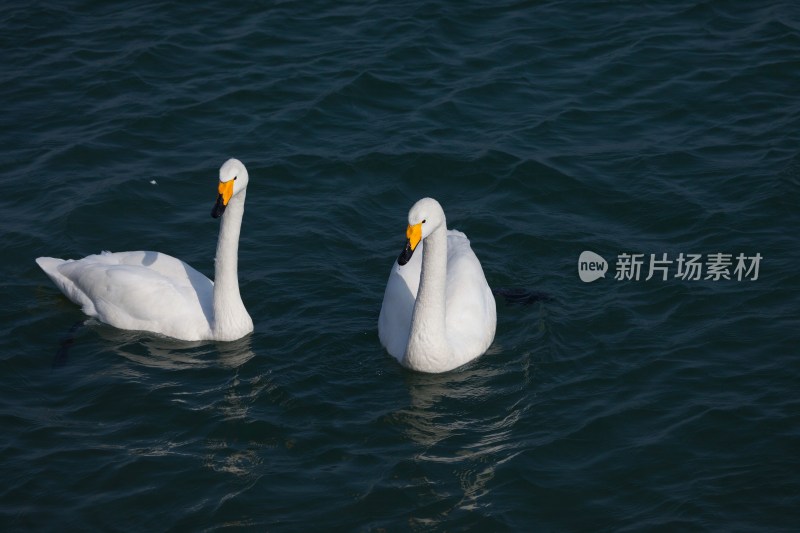 山东 烟台 烟墩角