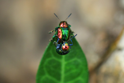 树叶上的两只甲虫昆虫 微距特写镜头