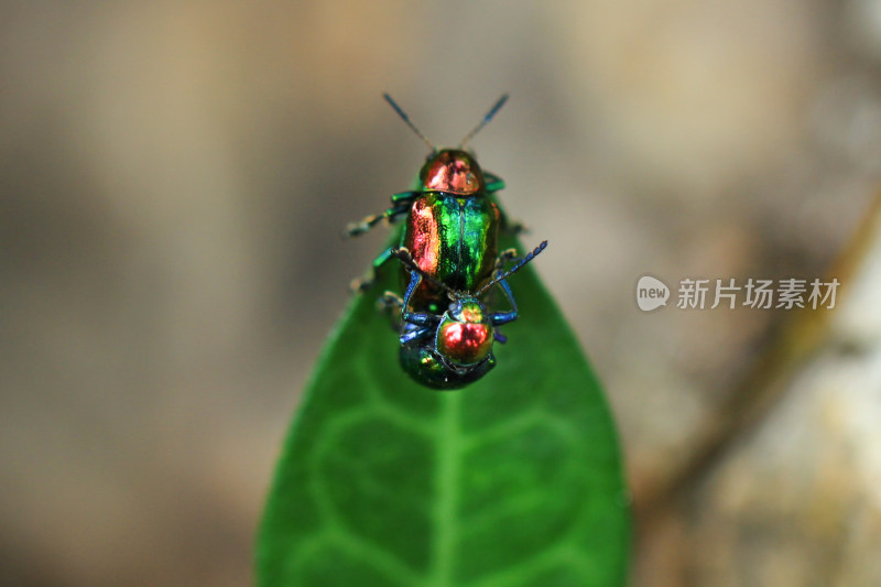 树叶上的两只甲虫昆虫 微距特写镜头