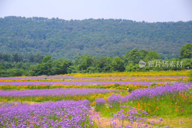 紫色花海与远山