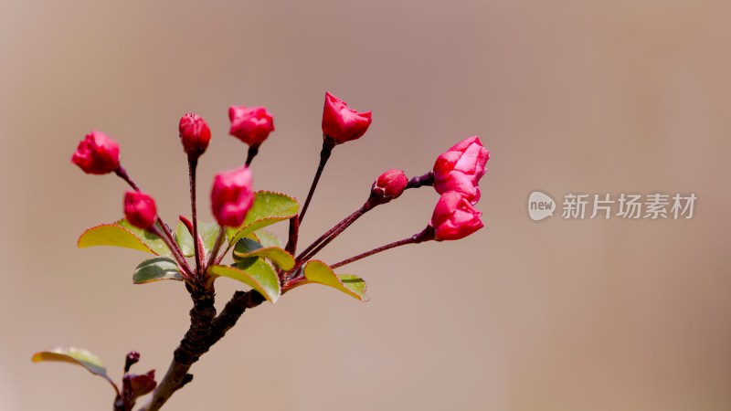 特写粉色花卉植物素材樱花花蕾