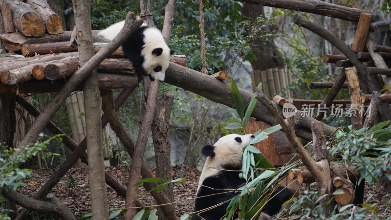 动物园里大熊猫