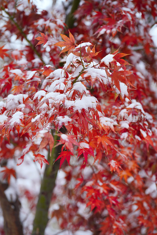 积雪枫叶