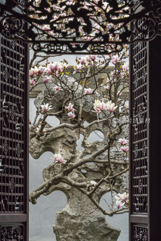 苏州园林网师园，梯云室的粉红色玉兰花开