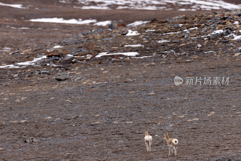 可可西里野生动物高原藏羚羊