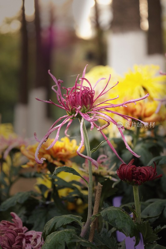 特写粉色丝状菊花花卉