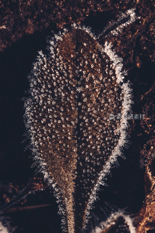 霜降立冬植物结冰背景