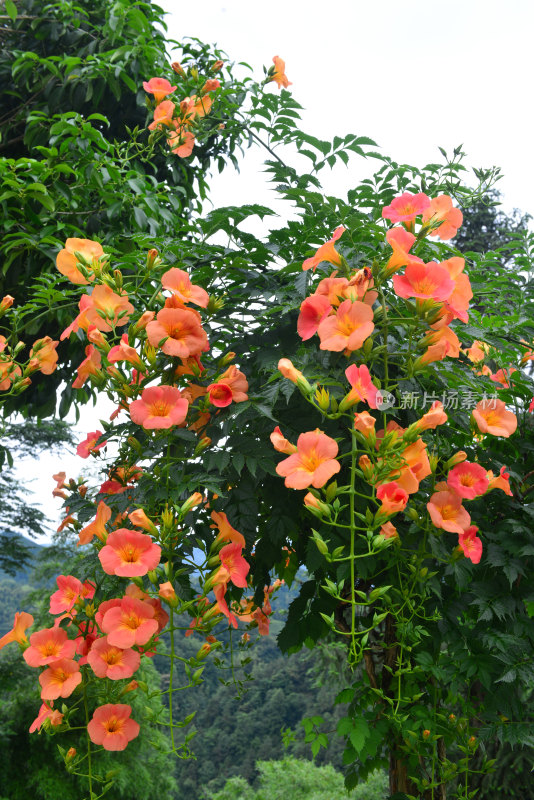 凌霄花花朵花卉盛开绽放