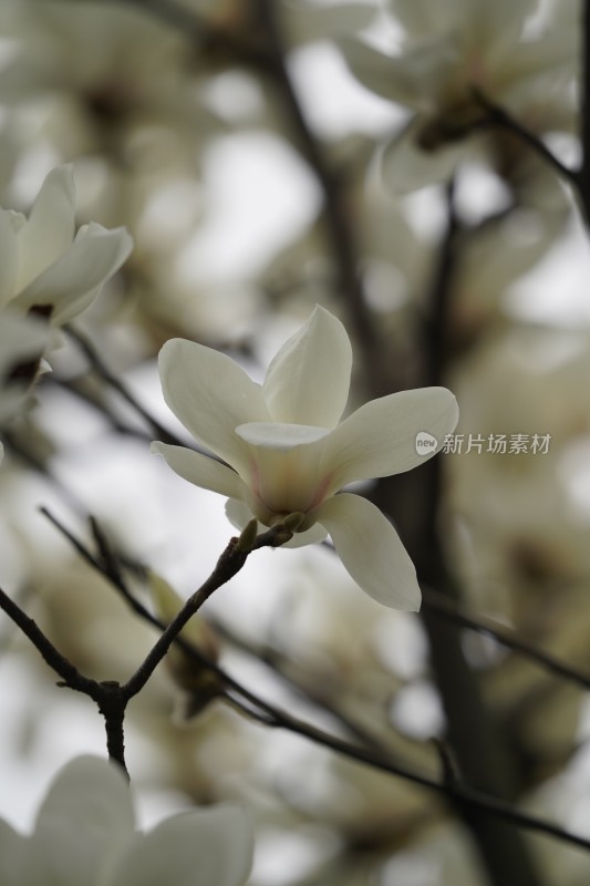 盛开的玉兰花特写