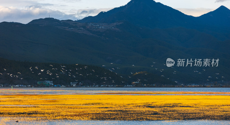 丽江拉市海冬季候鸟湿地公园风光