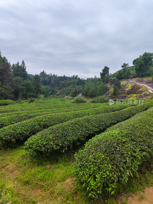 山间整齐排列的茶树丛自然风景