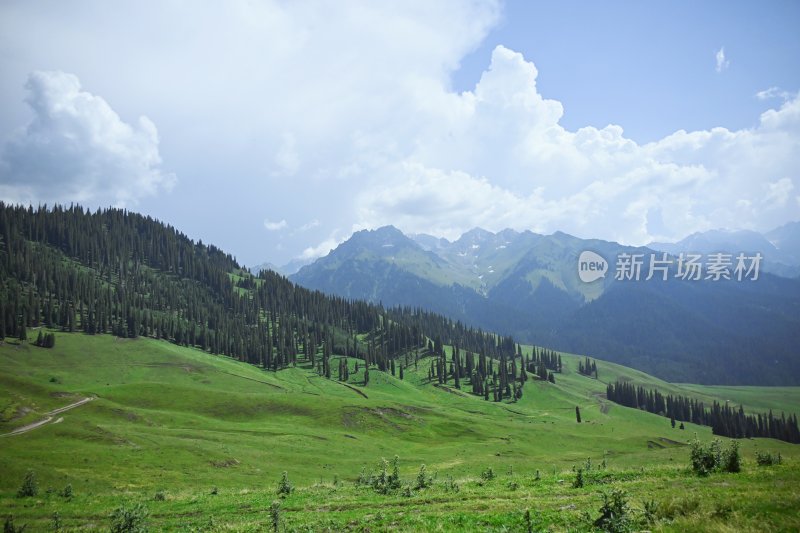 夏塔新疆伊犁草原的牛马和风