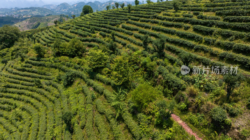 茶叶茶山茶艺茶园采茶茶红茶绿茶春茶茶叶茶