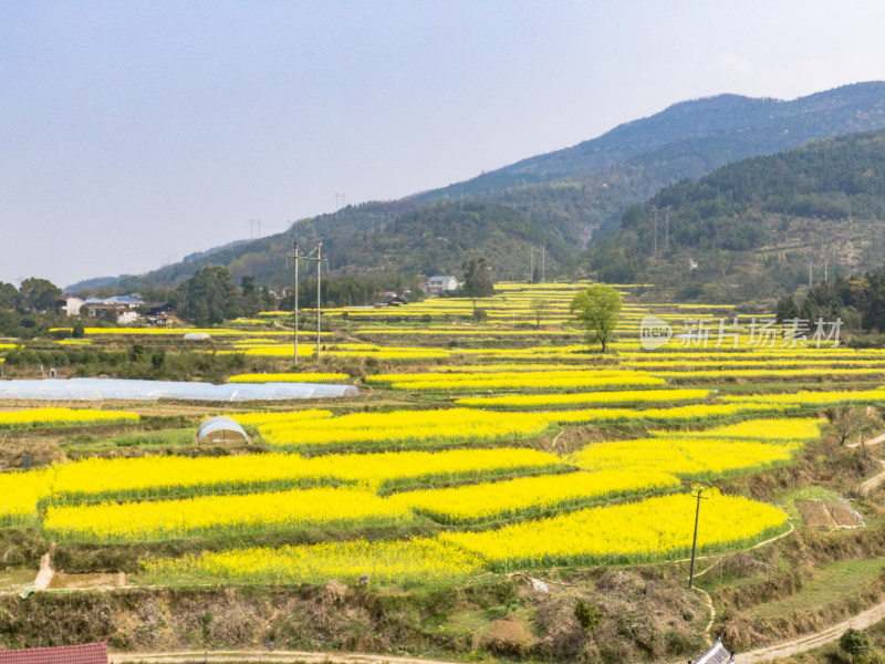 美丽乡村金黄油菜花盛开航拍摄影图